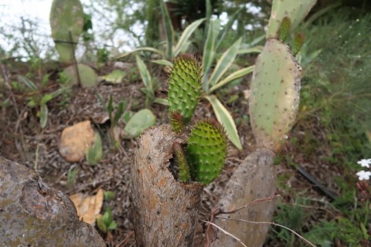 Mickey Mouse kaktus(figen kaktus) er flere gange dømt død. Men den skyder igen og igen. 