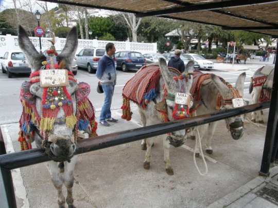 Æsel taxa i turistbyen Mijas på den vestlige side af Malaga.