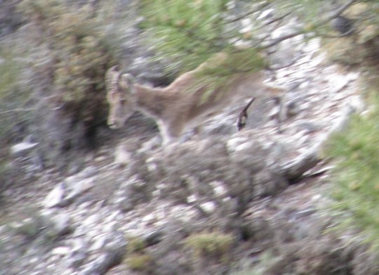 Iberisk bjergged fanget i linsen i naturparken tt ved Competa.