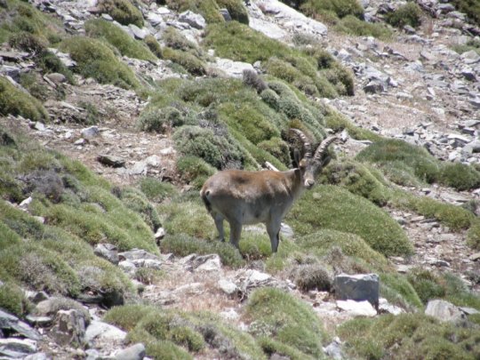 Masser af iberiske bjerggeder i naturparken.