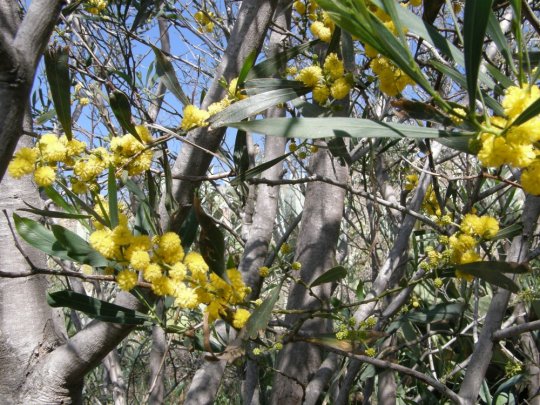 Mimose i blomst